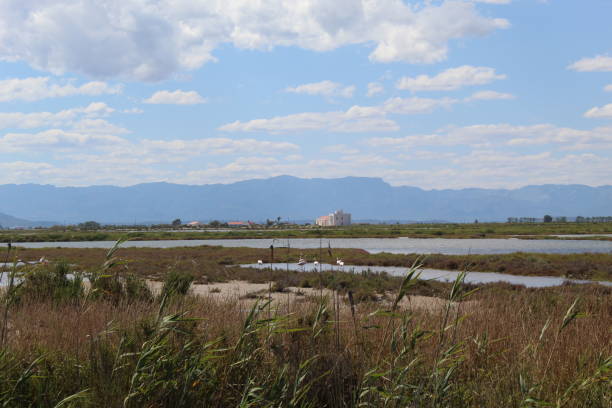 istock Natural lagoon in the south side of Ebro Delta 1250536635