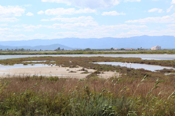 istock Natural lagoon in the south side of Ebro Delta 1250536636