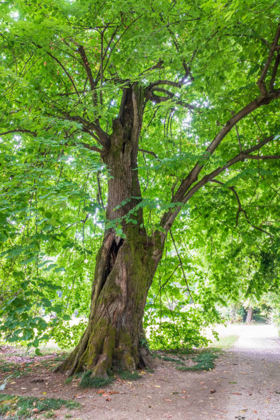 istock Large linden tree with dense green foliage. 1250536640