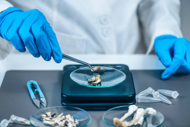 measuring psilocybin magic mushroom micro doses in laboratory for a scientific experiment - magic mushroom imagens e fotografias de stock
