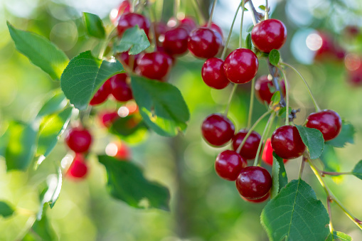 Red Ripe Cherries on a Tree - Shallow DOF.