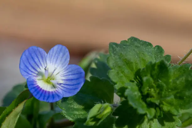 Macro shot of a common speedwell (veronica arvensis) flower