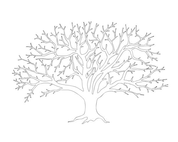 잎이없는 사과 나무 검은 윤곽 - 겨울나무 stock illustrations