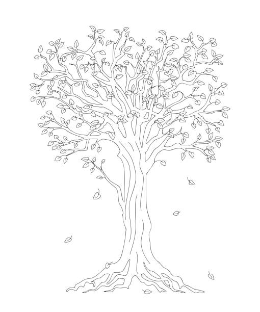 tree with fall down leaves black outline Outline illustration tree with roots and fall down leaves for kid and adult coloring book, tutorials. Home art print, decorate wall, logo, Earth Day flyer design. Isolated on white background. eps 10 autumn coloring pages stock illustrations