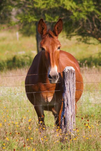 istock Peaceful horse minding his business 1250539608