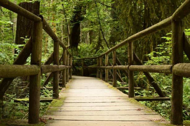 istock Footbridge On Trail Winding Through Dense Lush Forest 1250539703