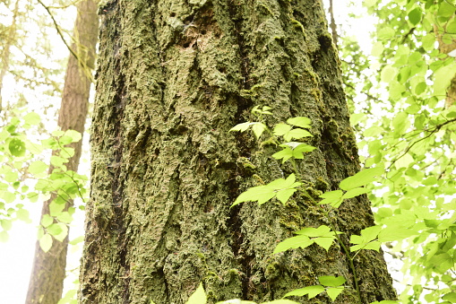 Taken At Priest Point Park, Olympia, Thurston County, Washington, USA