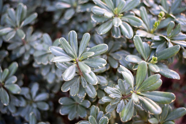 istock Variegated Pittosporum 1250540970
