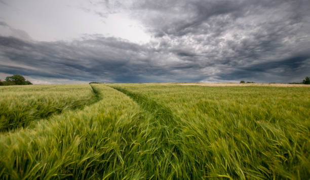 istock fields of barley blowing in wind 1250540991