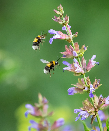 Macro of two Bumblebees in flight pollinating a Sage Flower. Nikon D850. Converted from RAW.