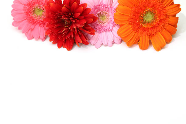 istock transvaal daisies in a white background 1250541917