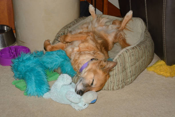 istock Very tired dog in dog bed 1250543198