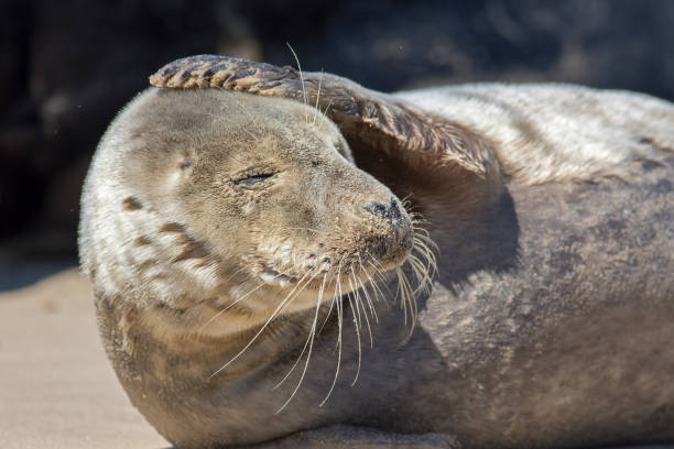 cefaléia. imagem engraçada de meme animal. seal com a cabeça dolorida. - butterflies in the stomach (expressão inglesa) - fotografias e filmes do acervo