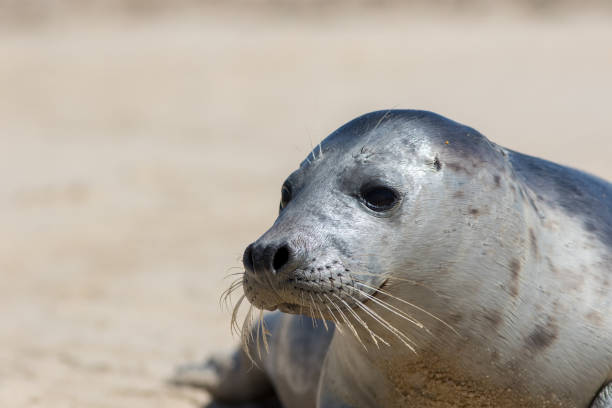 istock Grey seal portrait image. Wild gray seal face close-up 1250543474