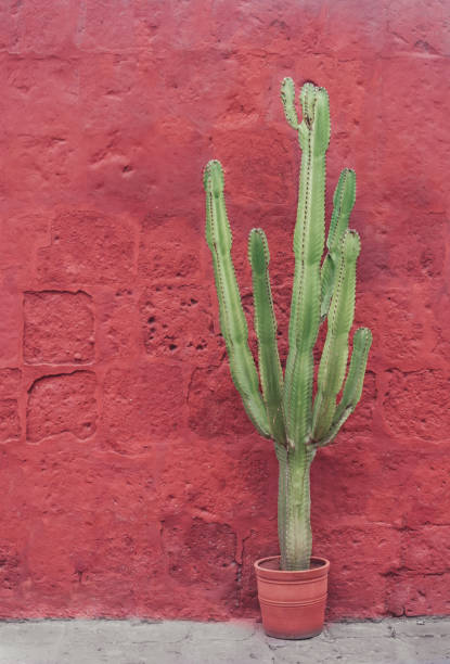 istock Beautiful garden cactus in pot on coral wall 1250545374