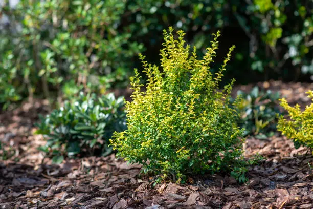 Sunshine ligustrum, a small privet decorative shrub with bright yellow and lime leaves