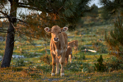 Calf in freedom in a meadow in the city of Bayonne.