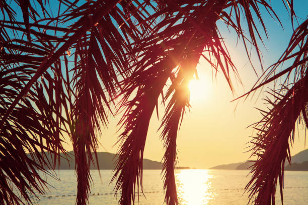 istock coastal palms in the sunlight 1250549364