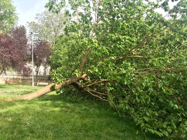 istock Mulberry tree growing from the root to the ground 1250549461