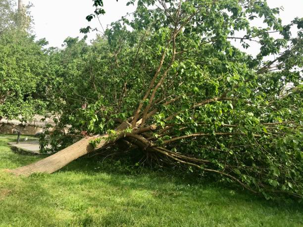 istock Mulberry tree growing from the root to the ground 1250549483