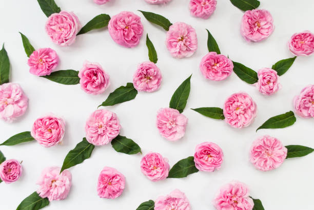 istock Flower composition. Pink rose buds on a white background. Top view. Flat lay 1250550380