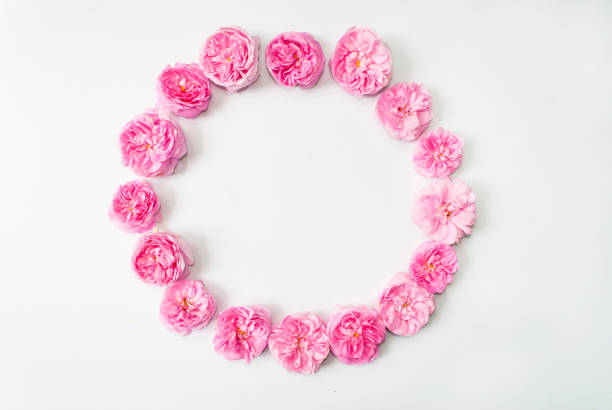 istock Frame pink flower buds isolated on a white background. Place for text. Flat lay. Top view. mock up 1250550940
