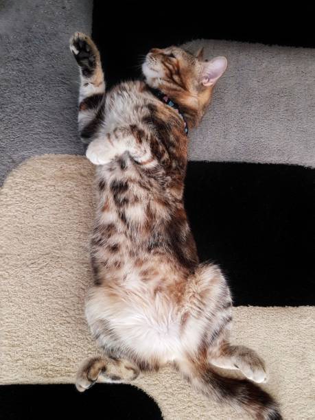 istock Adorable cat laying and posing in unusual pose while enjoy in peaceful home atmosphere 1250550987