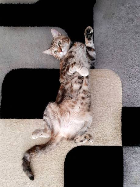 istock Adorable cat laying and posing in unusual pose while enjoy in peaceful home atmosphere 1250550991