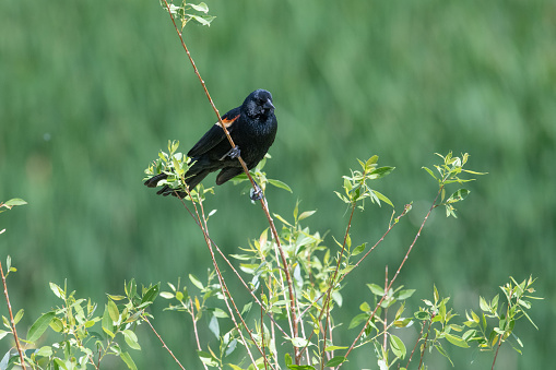 Male red winged black bird