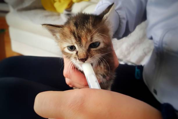 istock Hand feeding on homeless kitty with adorable face pose 1250552768