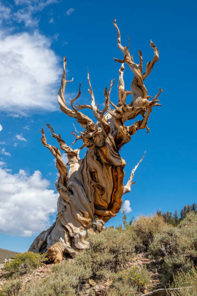 foto de paisaje de uno de los árboles vivos más antiguos del mundo, bristlecone pine forest, california - bristlecone pine fotografías e imágenes de stock
