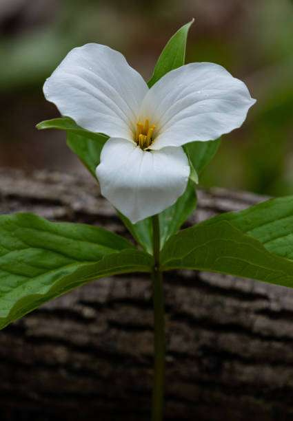 Ontario, Canada.