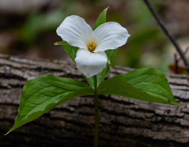 istock White Trilliums on an Ontario forest floor 1250554272