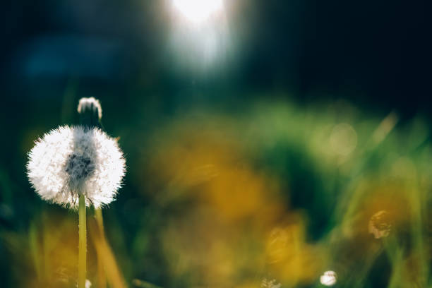 Dandelion in summer meadow at sunlight background. Springtime and sunset.