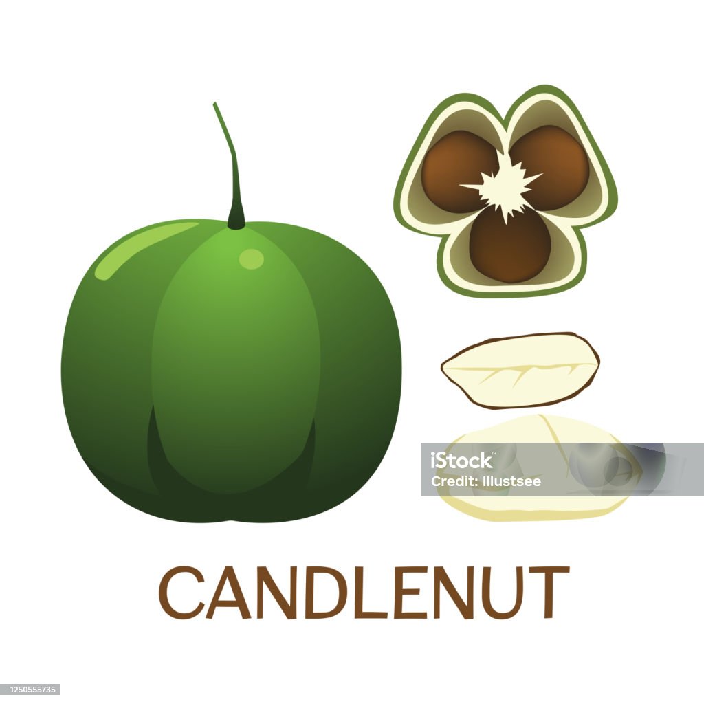Candelnut Vector Candlenut Stock Illustration - Download Image Now - Agriculture, Bean ...