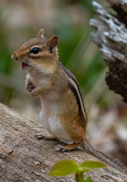 istock Chipmunk in southern Ontario 1250555752