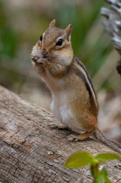 istock Chipmunk in southern Ontario 1250555753