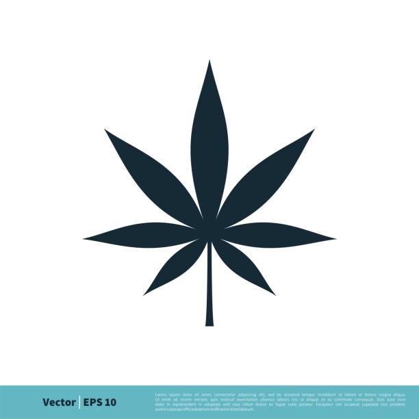 konopie / marihuana leaf icon vector logo szablon ilustracja projekt. wektor eps 10. - narcotic medicine symbol marijuana stock illustrations