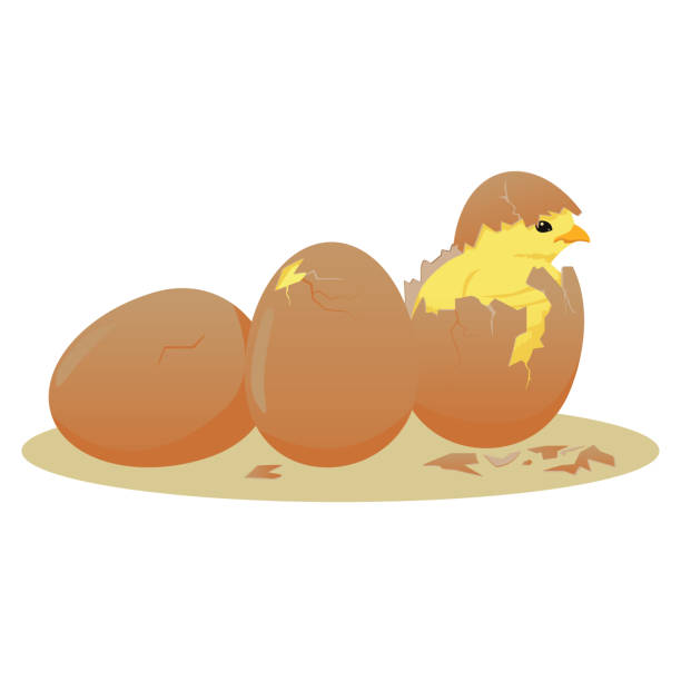 새로 태어난 닭 - animal egg eggs hatching evolution stock illustrations