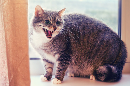 Frightened cat stands on the windowsill and hisses his mouth open