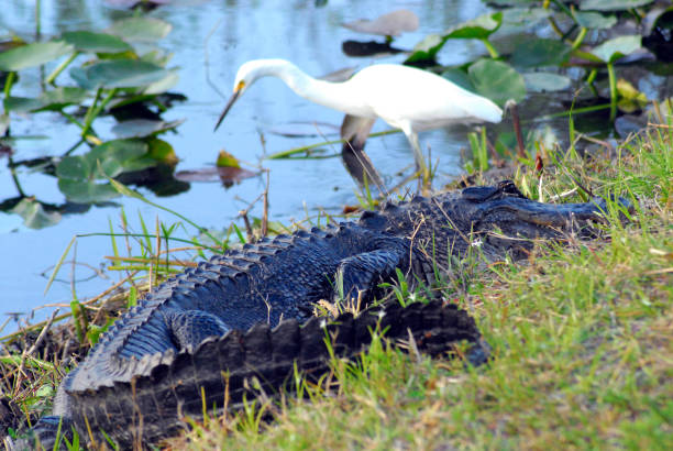 florida- predator vs prey, alligator vs egret - wading bird everglades national park egret fotografías e imágenes de stock