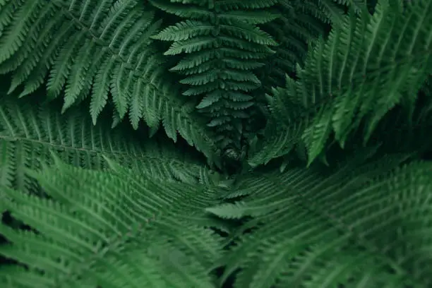 Dark green fresh fern closeup background pattern