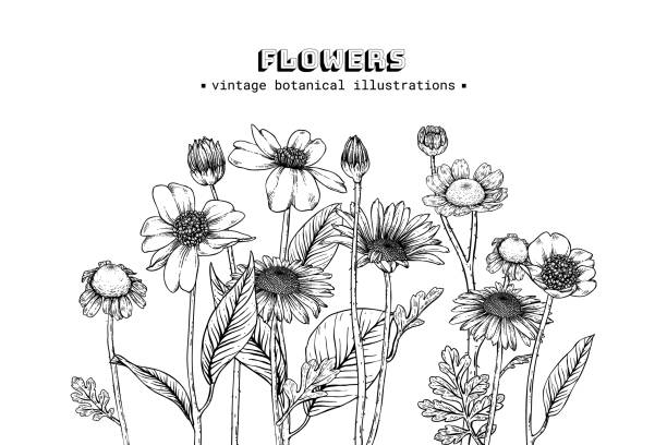 illustrations, cliparts, dessins animés et icônes de ensemble de botanique floral de croquis. - daffodil bouquet isolated on white petal
