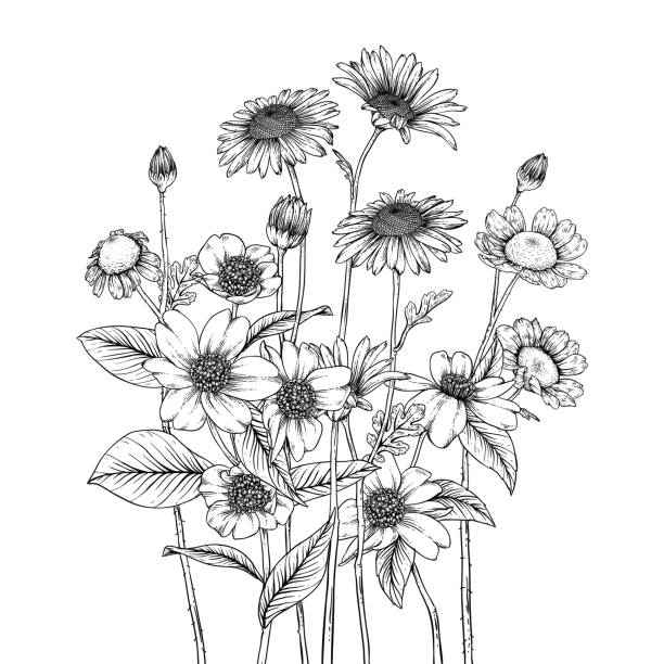 illustrations, cliparts, dessins animés et icônes de ensemble de botanique floral de croquis. - daffodil bouquet isolated on white petal