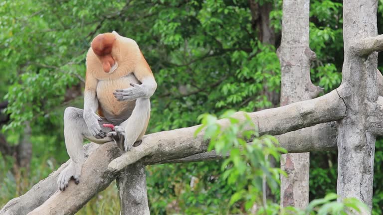 Monkeys Maturing 110+ Mating Monkeys Stock Videos and Royalty-Free Footage - iStock