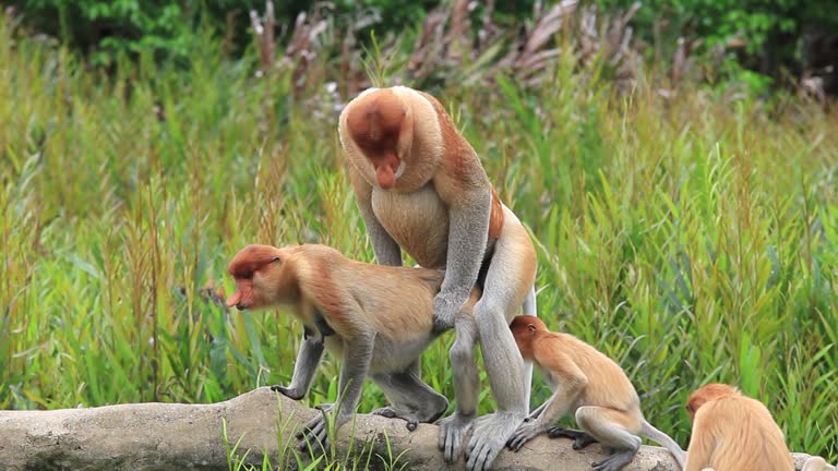 17,638 Mating Stock Videos and Royalty-Free Footage - iStock | Animals mating, Mating dance, Mating animals 17,638 Mating Stock Videos and Royalty-Free Footage - iStock | Animals mating, Mating dance, Mating animals