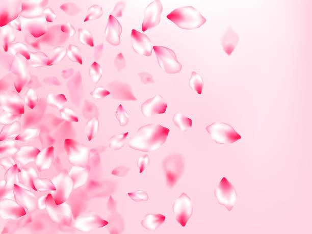 istock Japanese cherry blossom pink flying petals 1250561452