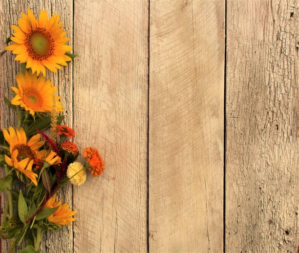 yellow sunflowers and other flowers on rustic country wood background wooden planks background with yellow summer sunflowers and a variety of autumn flowers for a rustic rural backdrop august photos stock pictures, royalty-free photos & images
