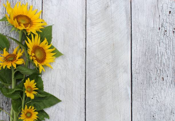 istock rustic yellow sunflowers on white wood 1250562036
