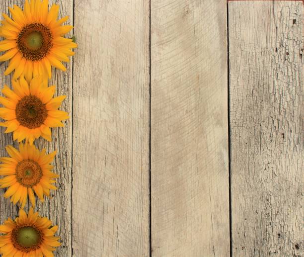 sunflowers on rustic wood background